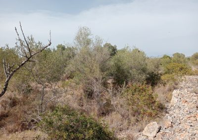 Desbroces para zonas de difícil acceso en Peñíscola