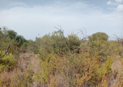 Desbroces preventivos contra incendios en Peñíscola