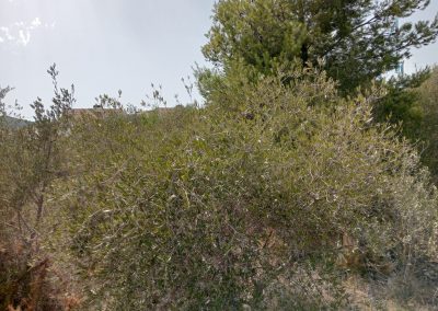 Desbroces rápidos y seguros para terrenos rurales en Peñíscola