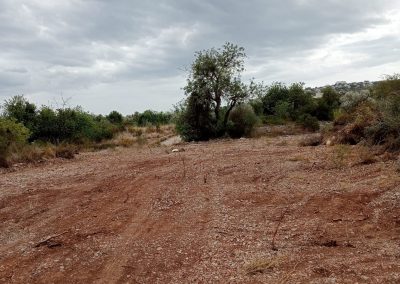 Soluciones rápidas para desbroces en Peñíscola