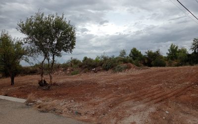 Desbroce en Peñíscola