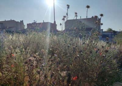 Limpieza de terrenos en Salamanca para proyectos de paisajismo