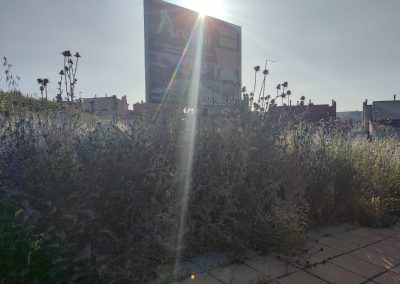 Recuperación de áreas abandonadas en Salamanca con desbroce especializado
