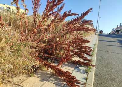 Desbroce de terrenos forestales en Salamanca con técnicas avanzadas