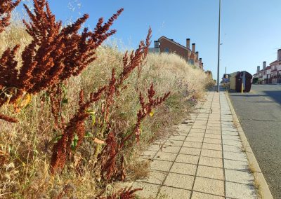 Limpieza de parcelas en Salamanca para proyectos urbanísticos