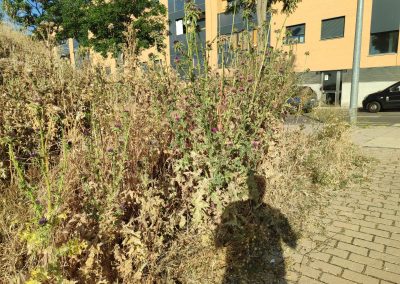 Eliminación de vegetación en Salamanca para garantizar la seguridad del terreno
